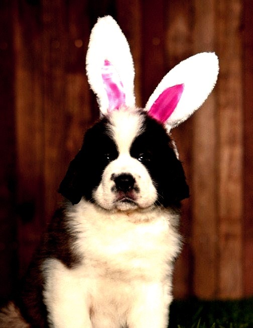Easter, Bunny, Animals, Pets, Dog